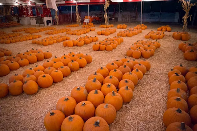 Mr. Jack O' Lanterns Pumpkins