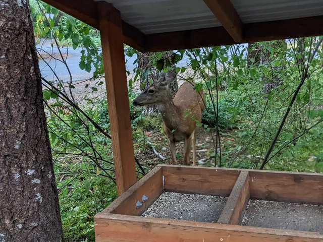 Betsy's Cabins at Mount Rainier
