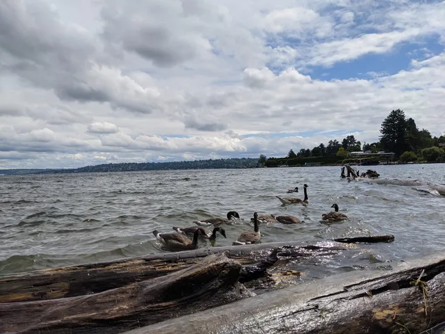 Seward Park Amphitheater