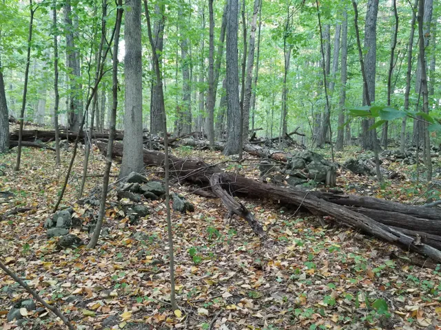 Manderfield Preserve