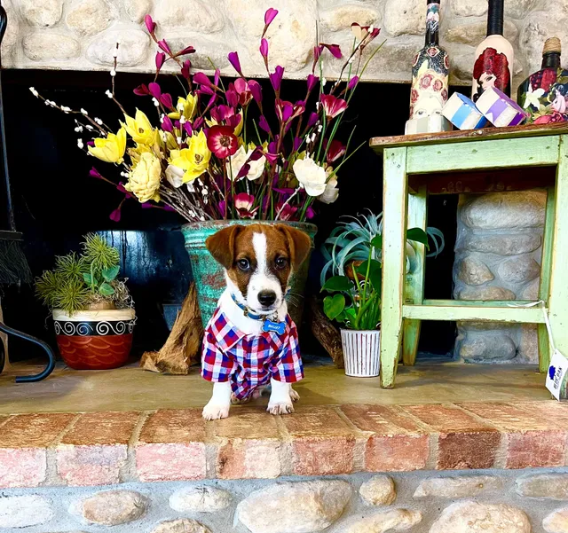 Blue Oak Wine & Beer garden