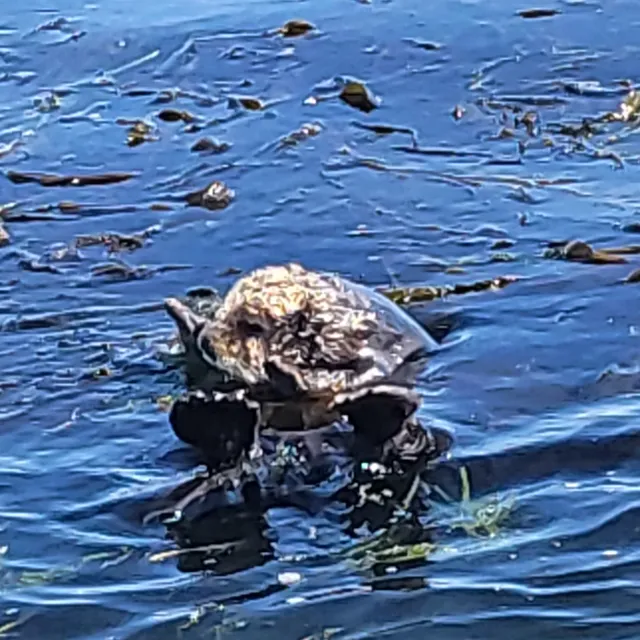 Moss Landing Viewing Point