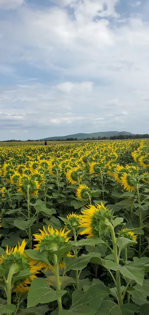 Sunflower Valley Farm