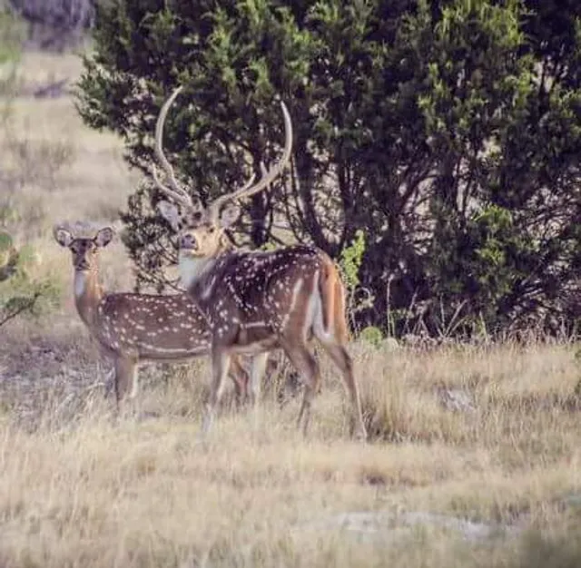 Parks & Wildlife Department