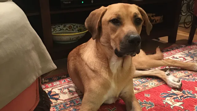 Little B's In-Home Grooming