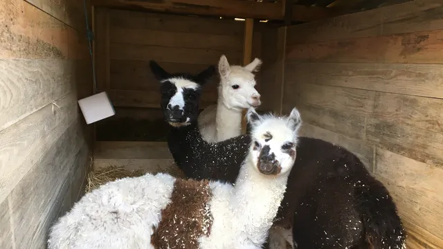 LE DOMAINE DE LA LOUVE BLANCHE