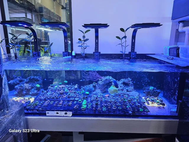 Aquamania Aquarium Store