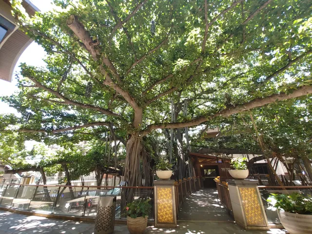 International Market Place SP+ Parking