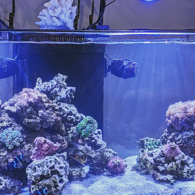 Reef Ryders Aquarium Service And Maintenance