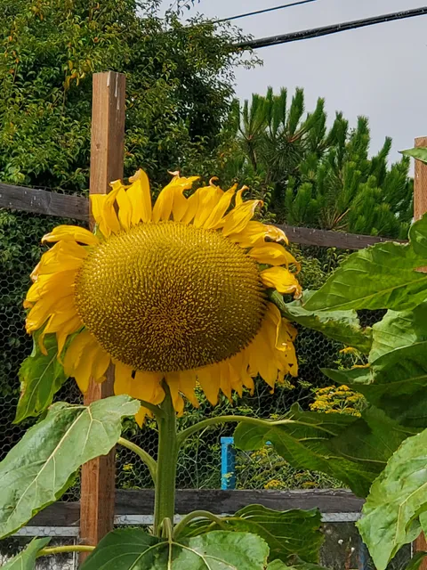 Happy Lot Farm and Garden