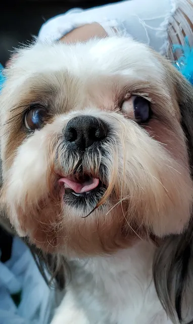 Doggy Depot Grooming Salon