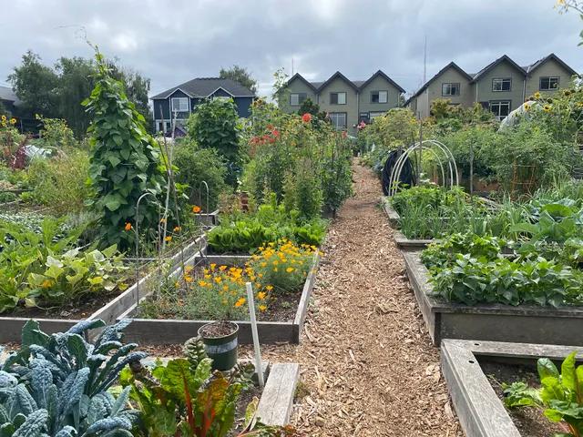 Queen Anne P-Patch Community Garden