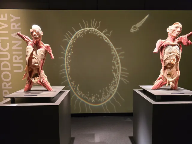 Bodies | The Exhibition