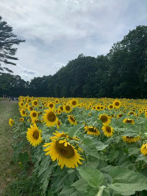 Sunflower Festival
