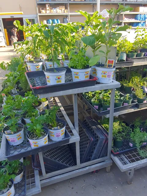Garden Center at The Home Depot