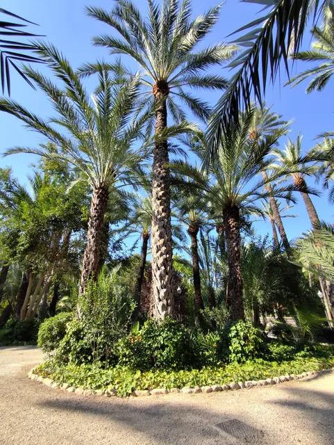 El Tridente - Palmera Singular