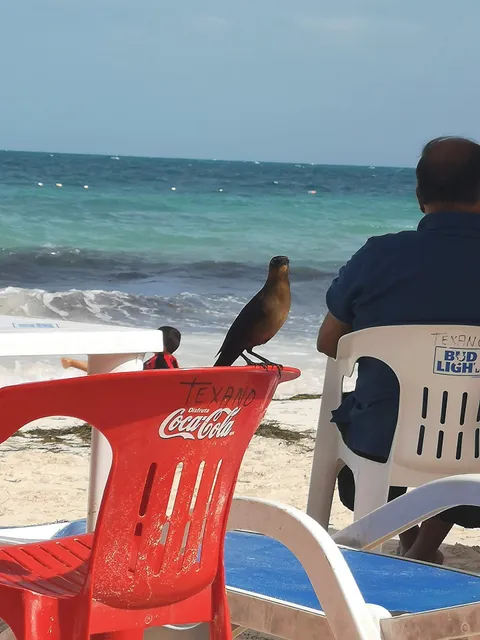 Restaurante Playa Tortugas