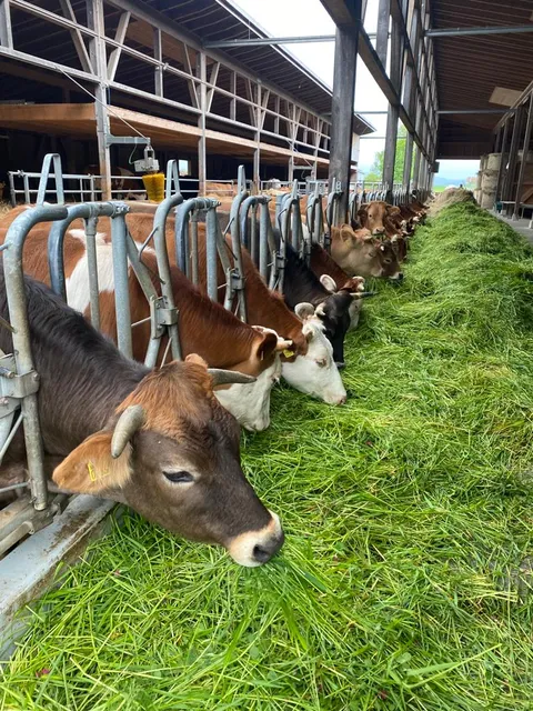 Biohof Schüpfenried