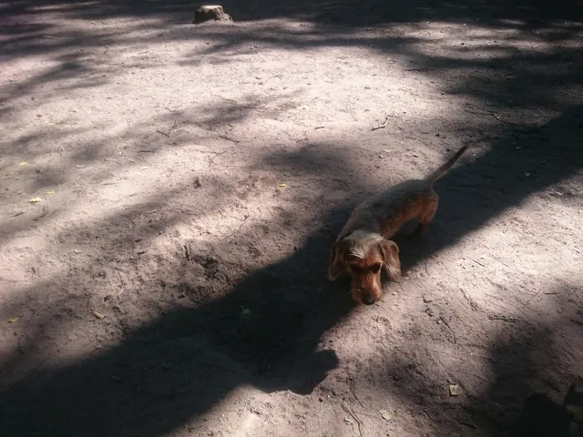 Ystävyydenpuiston koira-aitaus