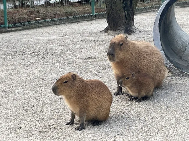 海の中道海浜公園 動物の森