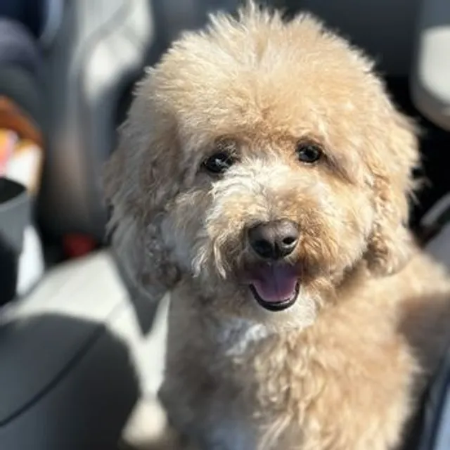 Paws N Claws Grooming