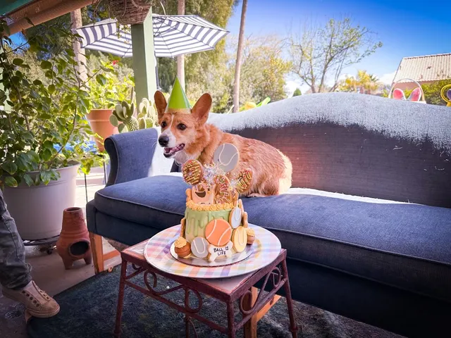 Desert Dog Treat Bar