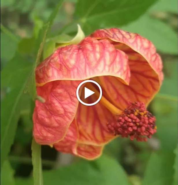 The Cuisine Restaurant