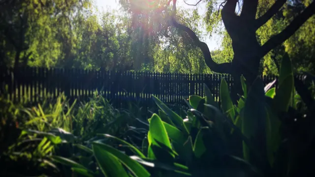 Mincher Garden - Open By Appointment Only.