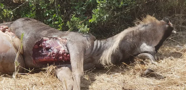 ngorongoro conservation area authority headquater