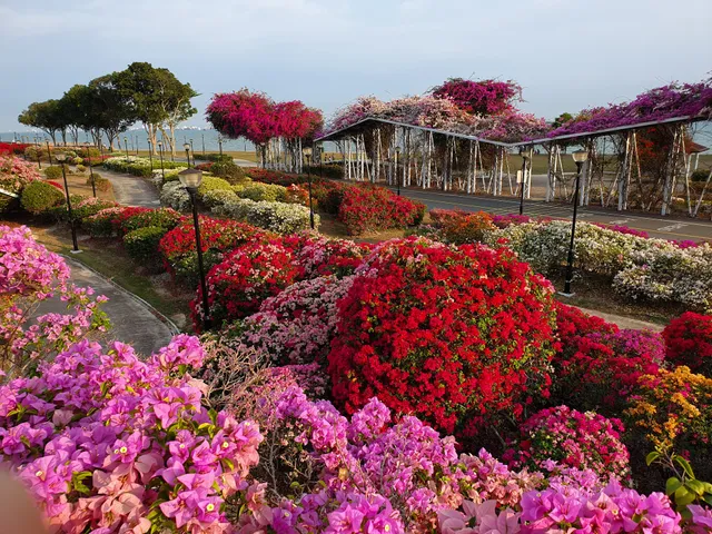 Bougainvillea Garden