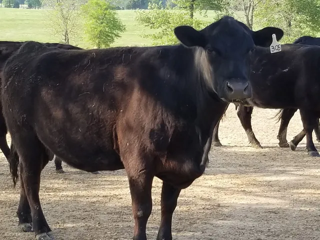 Old 59 Cattle Company