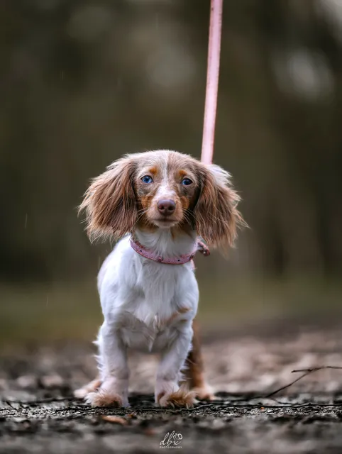 Dainty Dachshunds UK