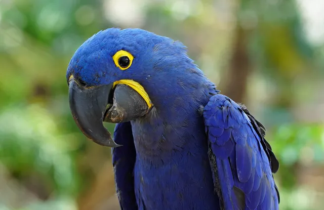 Gapyeong Begonia Bird Park