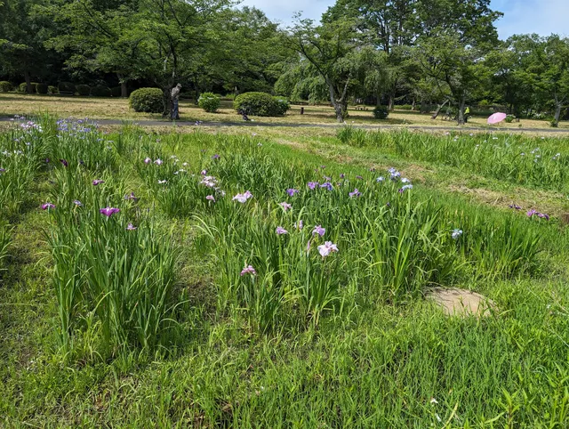 Aquatic Plant Garden