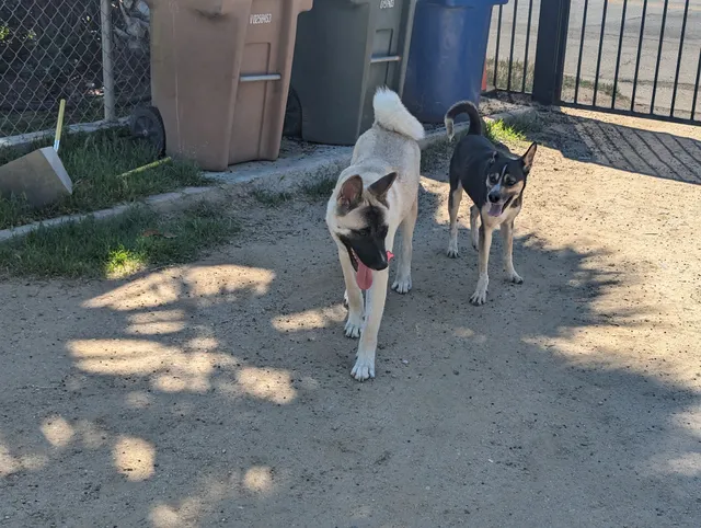 Marley's Mutts Rescue Ranch