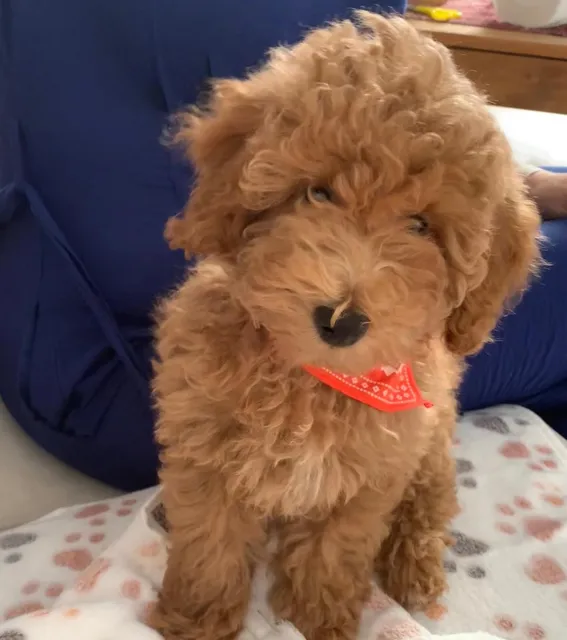 Centro Canino Can Pou de l'Olla