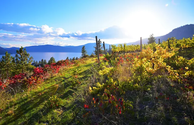 Hainle Vineyards Estate Winery Ltd.