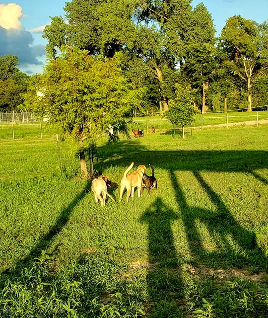 Platte Landing Park Dog Park