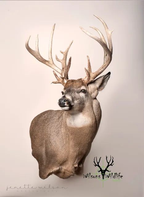 wilsons wildlife artistry