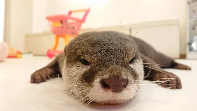 Loutre otter cafe