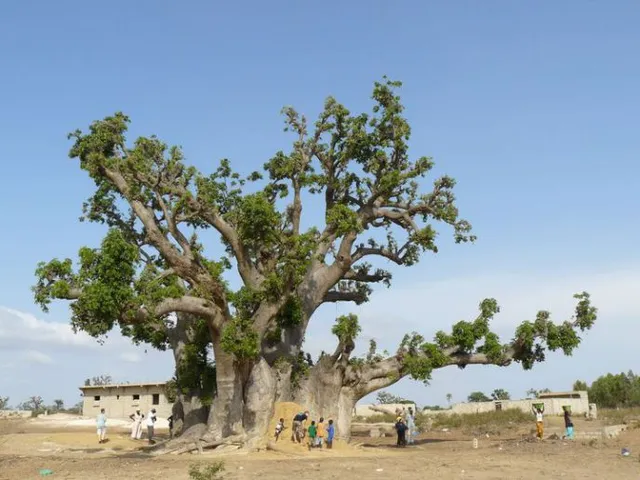 Baobab de Nianing