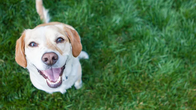 Savvy Paws Pet Resort