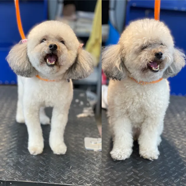 Flutie's Doggie Hideout