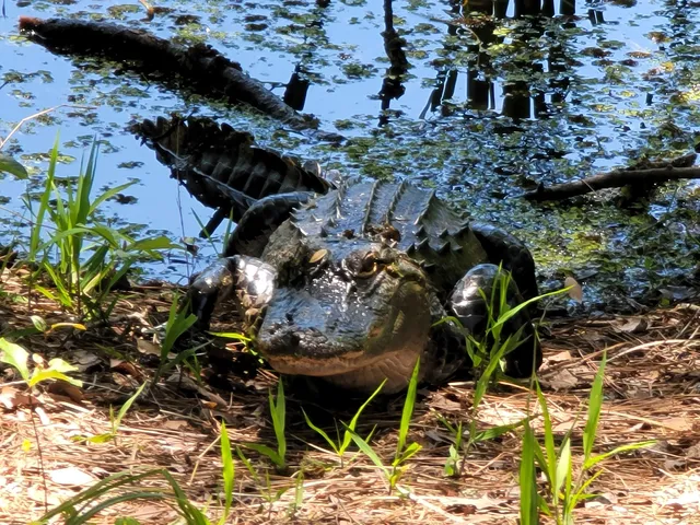 Builders Association of North Central Florida (BANCF)