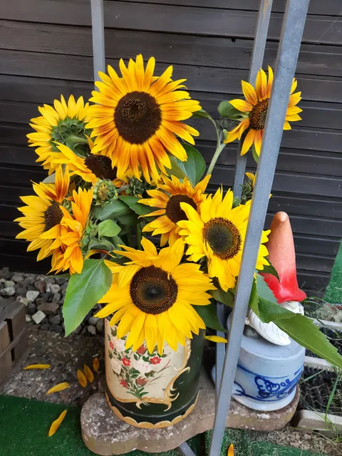 KGV Schwanenwiese e.V.