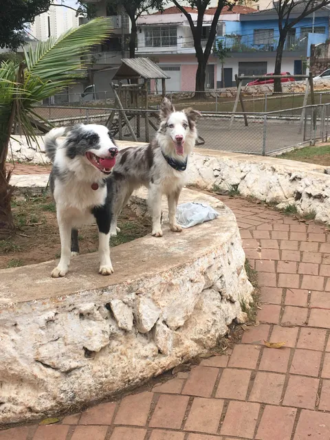 Cachorródromo Freguesia do Ó