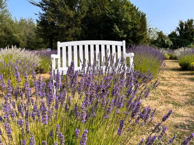 Columbia View Lavender Farm