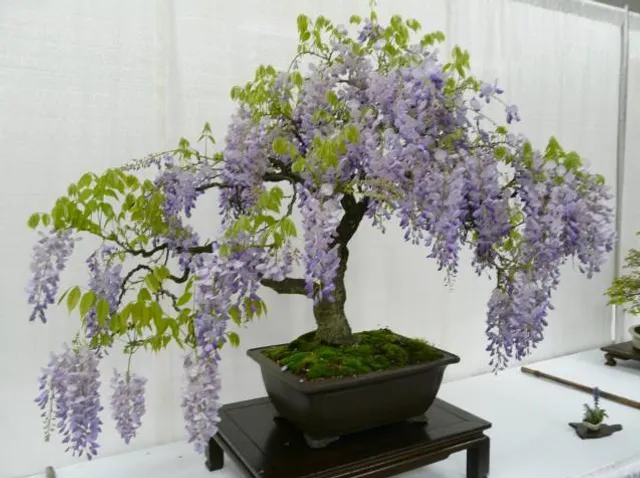 An Enchanted Florist & Flower Delivery