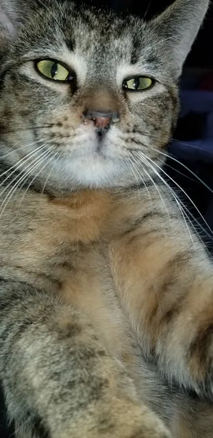 Olive Branch Animal Rescue & Refuge Inc