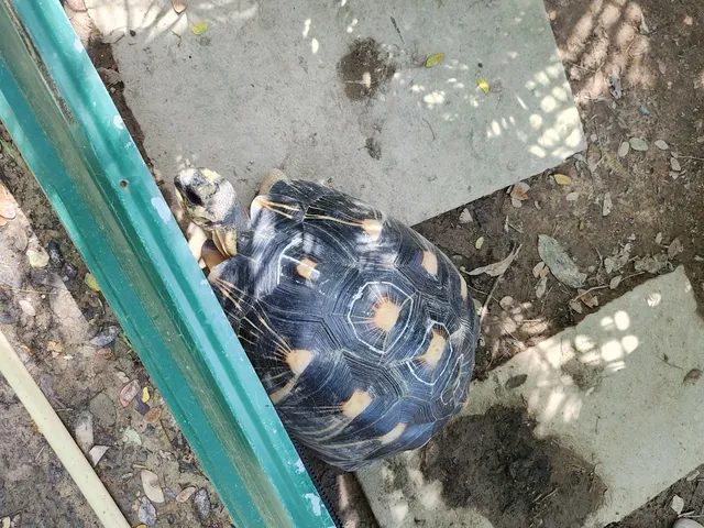 Acres Wildlife Rescue Centre